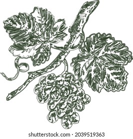 Vector doodle brush drawing of vine branch with ripe grape bunch and leaves