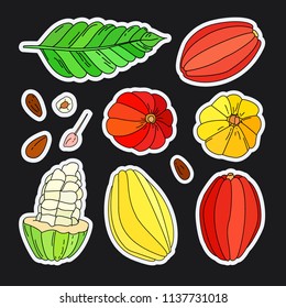 Vector doodle cacao fruit illustration set, Hand drawn vector tropical cocoa fruit, leaf, seed and flower isolated on the black background, doodle or sketch