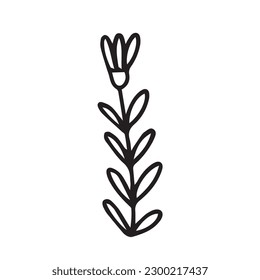 Vector doodle cornflower hand drawn sketch