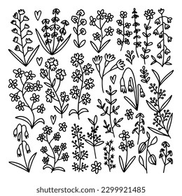 Vector doodle different kinds of flowers and herbs set. Big botanical wild flowers set