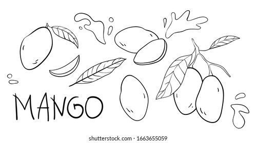 Vector doodle elements and lettering set. The inscription "mango", the hand drawn outline of whole fruit, mango on a branch, cut mango, mango leaves, splashes of juice. Black line art on white.