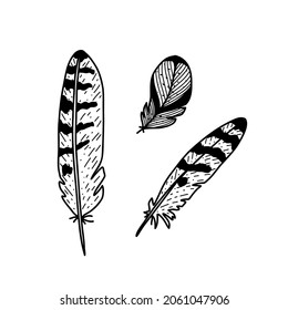 Vector doodle feathers of wild birds. Autumn forest treasures.