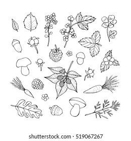 Vector doodle floral set. Graphic collection with leaves, flowers, raspberries, strawberries, mushrooms and walnuts