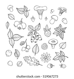 Vector doodle floral set. Graphic collection with leaves, flowers, raspberries, strawberries, mushrooms and walnuts