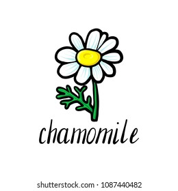 vector doodle flower of chamomile, hand drawn illustration