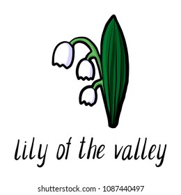 vector doodle flower of lily of the valley, hand drawn illustration