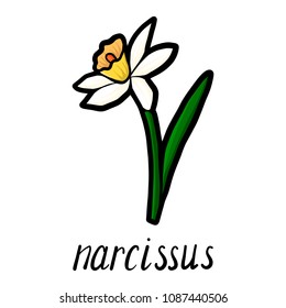 vector doodle flower of narcissus, hand drawn illustration