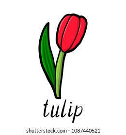 vector doodle flower of red tulip, hand drawn illustration