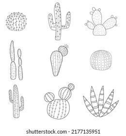 Vector doodle illustration of cactus. Set of hand drawn cactus elements. Doodle mexican cactus.