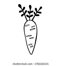 Vector doodle illustration of carrot. Hand drawn healthy farm vegetable isolated on white background. Organic veggie grown in the garden.
