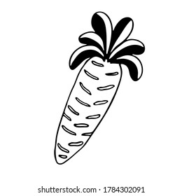 Vector doodle illustration of carrot. Hand drawn healthy farm vegetable isolated on white background. Organic veggie grown in the garden.