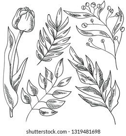 Vector doodle illustration of leaf and flower. Leaves and tulip on white background. Postcard and logo design. Good for printing. 