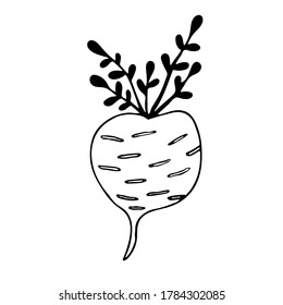 Vector doodle illustration of turnip. Hand drawn healthy farm vegetable isolated on white background. Organic veggie grown in the garden.