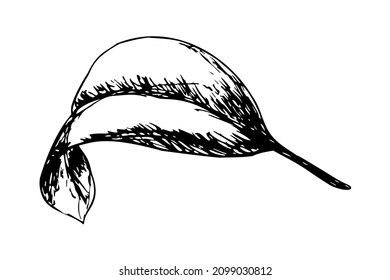 Vector doodle leaf. Shading, hand drawing. Isolated on white. A sketch of a leaflet.