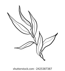 Vector Doodle Olivenzweig Illustration. Das Konzept der mediterranen Lebensmittel. Italienische griechische Pflanze isoliert auf weißem Hintergrund.