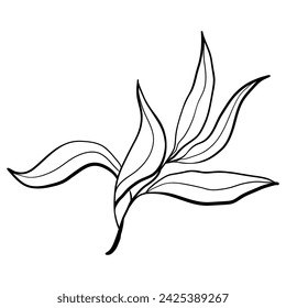 Vector doodle olive branch illustration.The concept of Mediterranean food. Italian Greek plant isolated on white background.