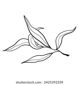 Vector doodle olive branch illustration.The concept of Mediterranean food. Italian Greek plant isolated on white background.