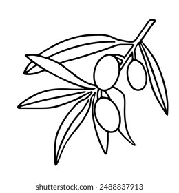 Vector doodle olive branch. Isolated outline illustration of olive on white background