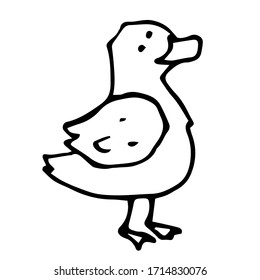 vector doodle outline icon of a hand-drawn duck. isolated on a white background. domestic farm poultry.