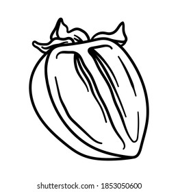 Persimón del doodle vectorial. Dibujo manual del persimmon de la fruta aislado en fondo blanco. Icono de alimento,