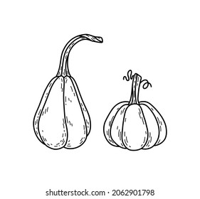 Vector doodle pumpkins. Hand drawn illustration with cute small pumpkins.