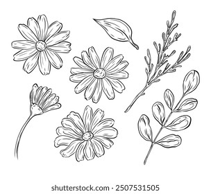 Vector doodle set with daisy flowers and leaves. Illustrations of daisy buds and foliage for composition and design. Spring and summer theme, festive decoration.