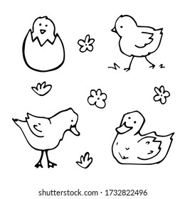 vector Doodle set with drawings of domestic farm birds. icons of ducks, chicks, ducklings, eggs, flowers. isolated on a white background.