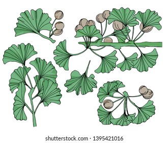 Vector doodle set of ginkgo floral elements hand drawn on white background. Isolated design botanical sketch drawn elements. Vector file