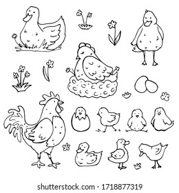 vector doodle set with hand drawn domestic farm birds. ducks, chicken, rooster, chicks, ducklings, eggs. isolated on a white background.