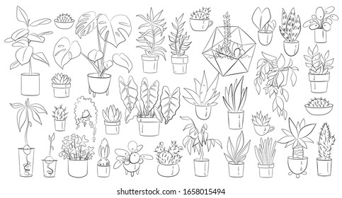 Vector doodle set potting plants. Hand-drawn aloe, monstera, cactus, avocado, succulents, flowers, herbs. Illustration with house plants for interior design, decoration, children coloring book, cover.