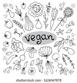 Vector doodle set with vegetarian food; hand drawn graphic isolated elements on white background; vagatables, fruits, green.