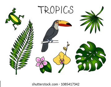 Vector doodle sketch image of toucan and green leaves of tropical plant isolated on white background. Tropical jungle design nature sign. Symbol of the tropical climate. Hand drawn color illustration.
