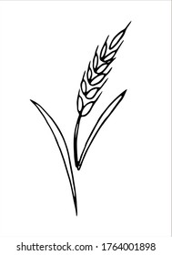 Vector doodle spikelet of wheat isolated on white background