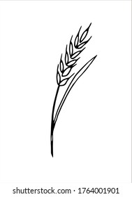 Vector doodle spikelet of wheat isolated on white background
