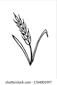 Vector doodle spikelet of wheat isolated on white background