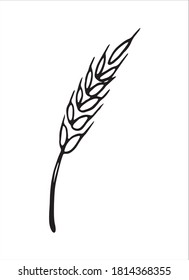 Vector Doodle Spikelet Wheat Isolated On Stock Vector (Royalty Free ...