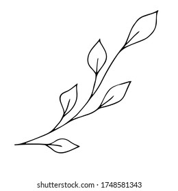 vector doodle style element, drawing, cute twig with leaves, coloring book