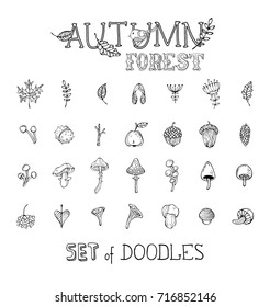 Vector doodles set of autumn forest plants and seeds. Mushrooms, acorns, fly agaric, chestnut, chanterelles, apple, rowan berries, flowers, autumn leaves and maple seeds.Can be used in colouring book.