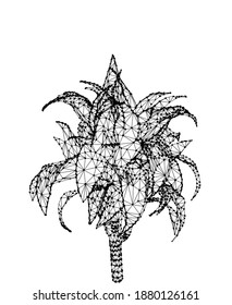 Vector dracaena isolated on white background. Palm tree design in triangular wireframe low poly style. Floral design element.