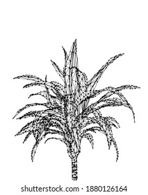 Vector dracaena isolated on white background. Palm tree design in triangular wireframe low poly style. Floral design element.