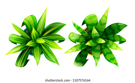 Vector Dracaena and Sansevieria isolated on white