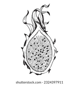 Image vectorielle fruit du dragon demi-tranche ligne noir blanc illustration réaliste. Plante exotique de pitaya tropical pour le textile, le tissu, l'impression, la conception numérique