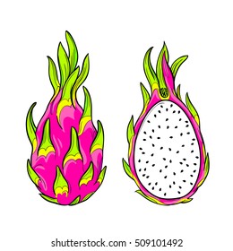 vector dragon fruit. Isolated editable objects. pitaya exotic fruit.