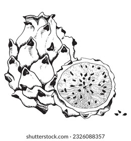 Vector dragon fruit sketch illustration for coloring book. Pitaya black and white drawing whole, slice and seeds. Pitahaya line clipart for summer tropical designs