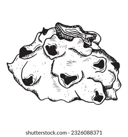 Vector dragon fruit upper half black and white illustration. Tropical Asian pitahaya graphic clipart drawing for exotic flavours, summer vacation designs