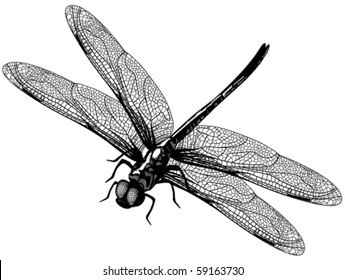 Vector Dragonfly Stock Vector (Royalty Free) 59163730 | Shutterstock