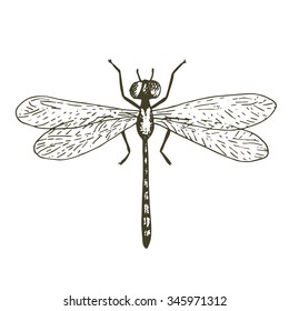 Vector dragonfly illustration, hand drawn sketch