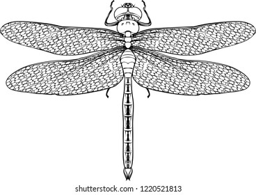 Vector dragonfly illustration made in decorative style. Isolated creation ready for colors and coloring book.