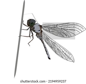 vector dragonfly perching with a combination of line art