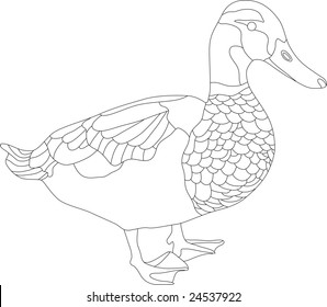 Vector Drake Isolated On White Background Stock Vector (Royalty Free ...